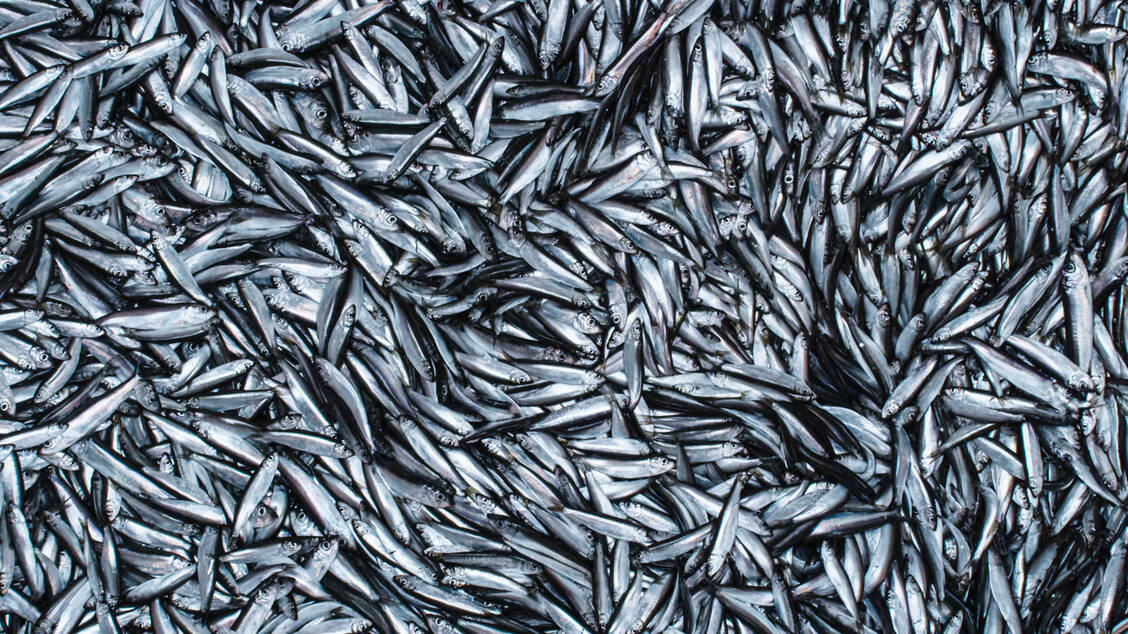 Fetter Seefisch, zum Beispiel Hering, ist reich an Omega-3-Fettsäuren wie Eicosapentaensäure (EPA). EPA ist der aktive Metabolit von Icosapent-Ethyl. / Foto: Adobe Stock/Gorodenkoff