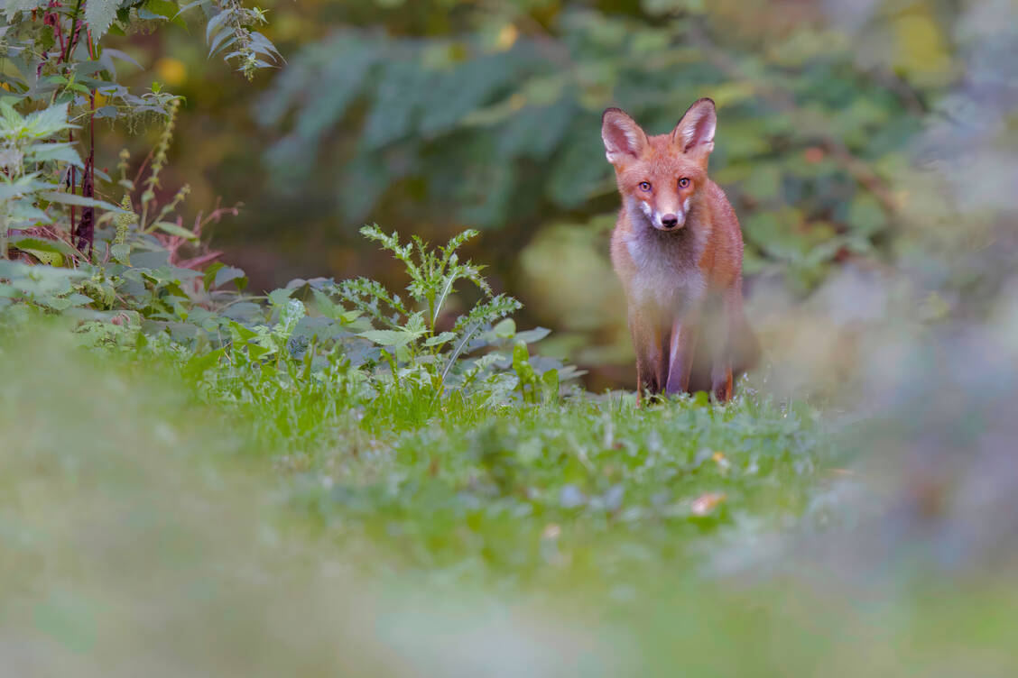 Nachweise der Vogelgrippe bei Füchsen gibt es seit 2020 unter anderem in Schweden und Finnland. Nun ist das Virus erstmals auch bei Füchsen in Deutschland nachgewiesen worden.  / Foto: Getty Images/Andreas Freund/500px