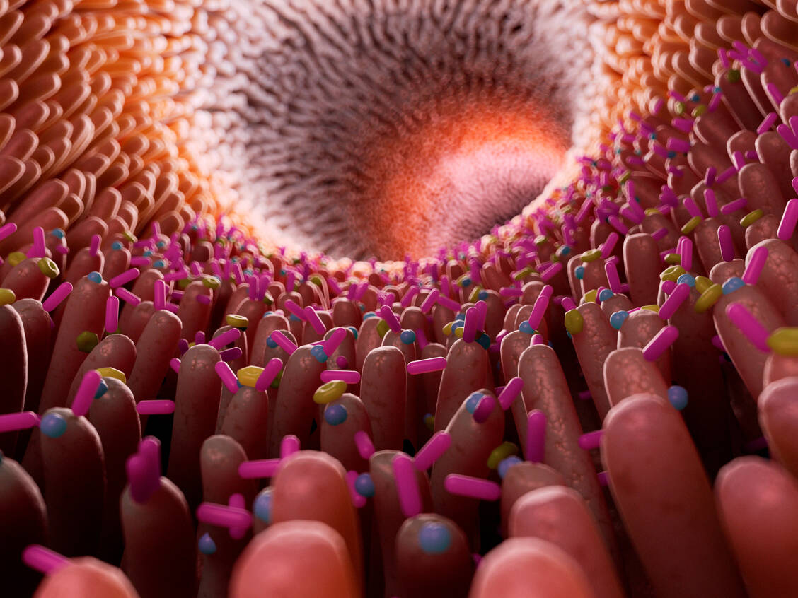 Das Darmmikrobiom könnte einer neuen Studie zufolge einen messbaren Einfluss auf das (Nicht-)Ansprechen einer Therapie mit Checkpoint-Inhibitoren oder CAR-T-Zellen haben. Bestimmte Bakterienarten sind eher mit einem positiven Verlauf assoziiert als andere.  / Foto: Getty Images/Science Photo Library