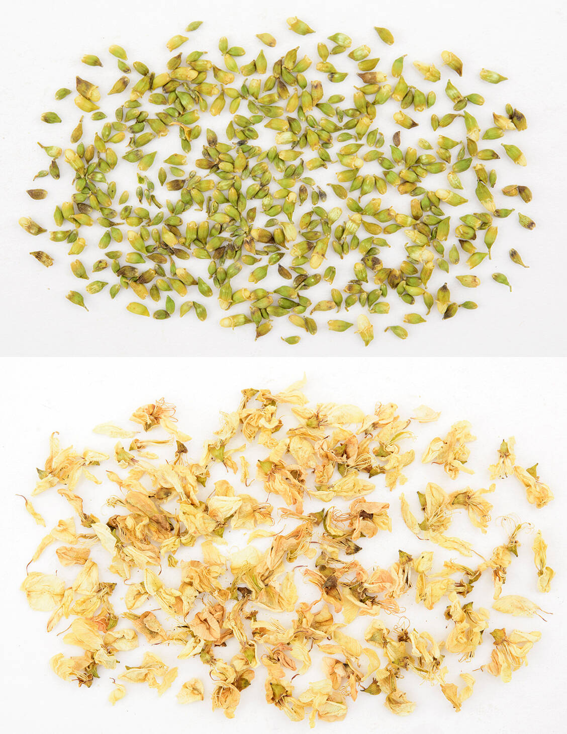 Blütenknospen und Blüten des Japanischen Pagodenbaums werden in der TCM eingesetzt. / © Chengdu Institute For Drug Control
