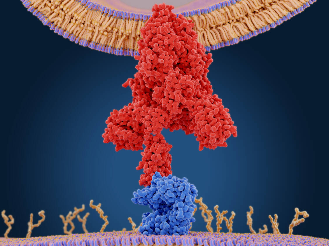 Das Coronavirus SARS-CoV-2 bindet über sein Spike-Protein (rot) an den ACE2-Rezeptor auf menschlichen Zellen.  / Foto: Getty Images/selvanegra