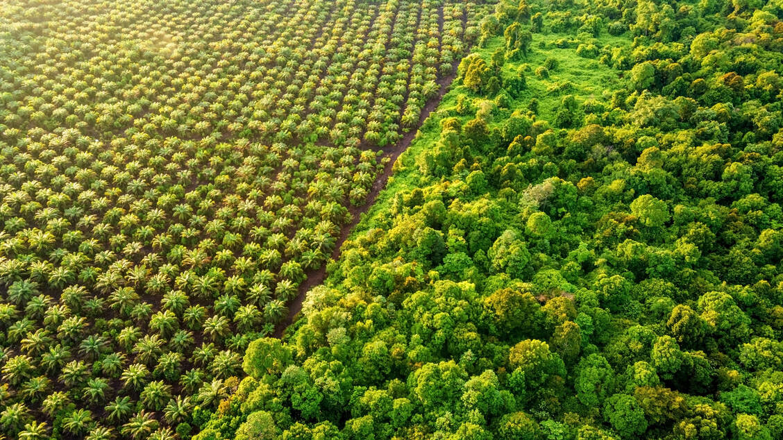 Wenn wie hier wie in Sabah, einem malayischen Bundesstaat auf Borneo, der Regenwald Palmöl-Plantagen weichen muss, steigt die Gefahr, dass Menschen mit Krankheitserregern in Kontakt kommen, die normalerweise Tiere befallen. / Foto: Getty Images/Nora Carol Photography