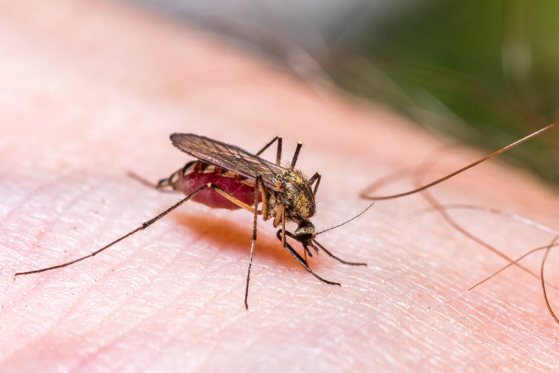 Das Oropouche-Virus wird vor allem durch Mücken übertragen. Sowohl Tiere wie Affen oder Faultiere als auch Menschen können bei der Übertragung die Hauptwirte sein. / Foto: Getty Images/Anton Petrus