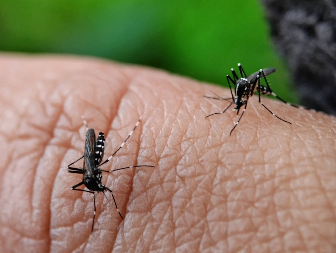 Die Asiatische Tigermücke ist Überträger verschiedener tropischer Krankheitserreger, unter anderem das Dengue-Virus. / © Adobe Stock/Rsi_Design