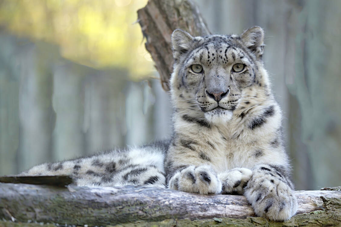 Schneeleoparden sind vom Aussterben bedroht. Im Zoo in Lincoln, Nebraska, sind jetzt drei Tiere an Covid-19 gestorben. / Foto: Adobe Stock/vladislav333222