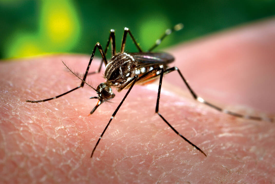 Das Zika-Virus wird von Aedes aegypti übertragen, der ägyptischen Tigermücke. / Foto: CDC/James Gathany