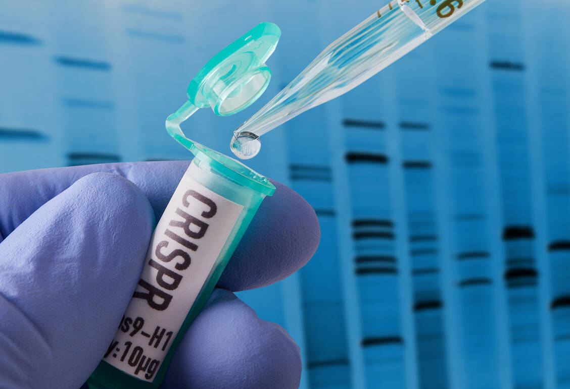 Mittels der Genschere CRISPR/Cas9 wird bei dem Gentherapeutikum Casgevy® die fetale Hämoglobinbildung reaktiviert, die naturgemäß nach der Geburt eingestellt wird. / © Getty Images/Bill Oxford