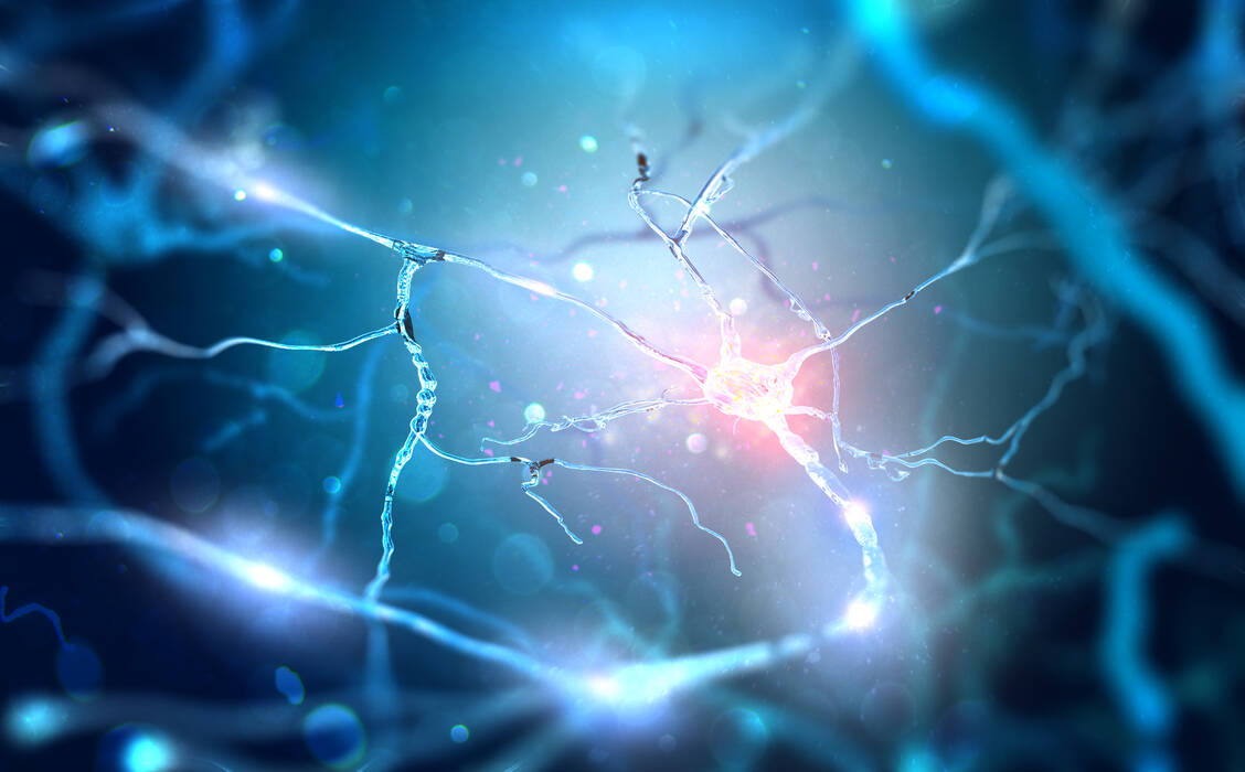 Neue Nervenzellen entstehen aktuellen Studienergebnissen zufolge noch bei Über-80-Jährigen. / Foto: Shutterstock/Andrii Vodolazhskyi