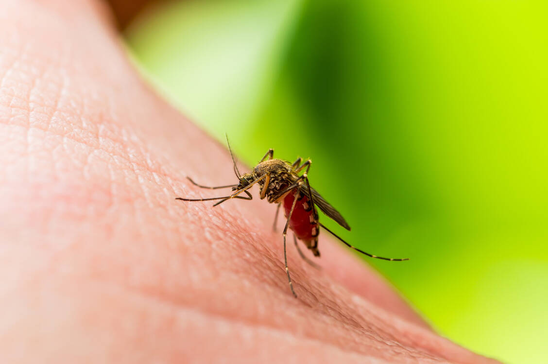 Das Sindbis-Fieber kommt in Vögeln vor und kann durch Mücken wie auf den Menschen übertragen werden. / © Getty Images/nechaev-kon