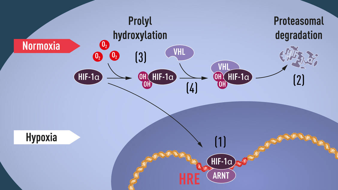 Bei einem normalen Sauerstoffspiegel im Gewebe wird der Transkriptionsfaktor HIF1α von Sauerstoff-sensitiven Enzymen hydroxyliert. Dadurch kann sich das Protein VHL an HIF1α binden und es zur Degradation im Proteasom leiten. Bei Hypoxie ist dieser Abbau verhindert und HIF1α kann zusammen mit einem weiteren Transkriptionsfaktor ARNT die Aktivität von Hypoxie-regulierten Genen regulieren.  / Foto: Nobel Media