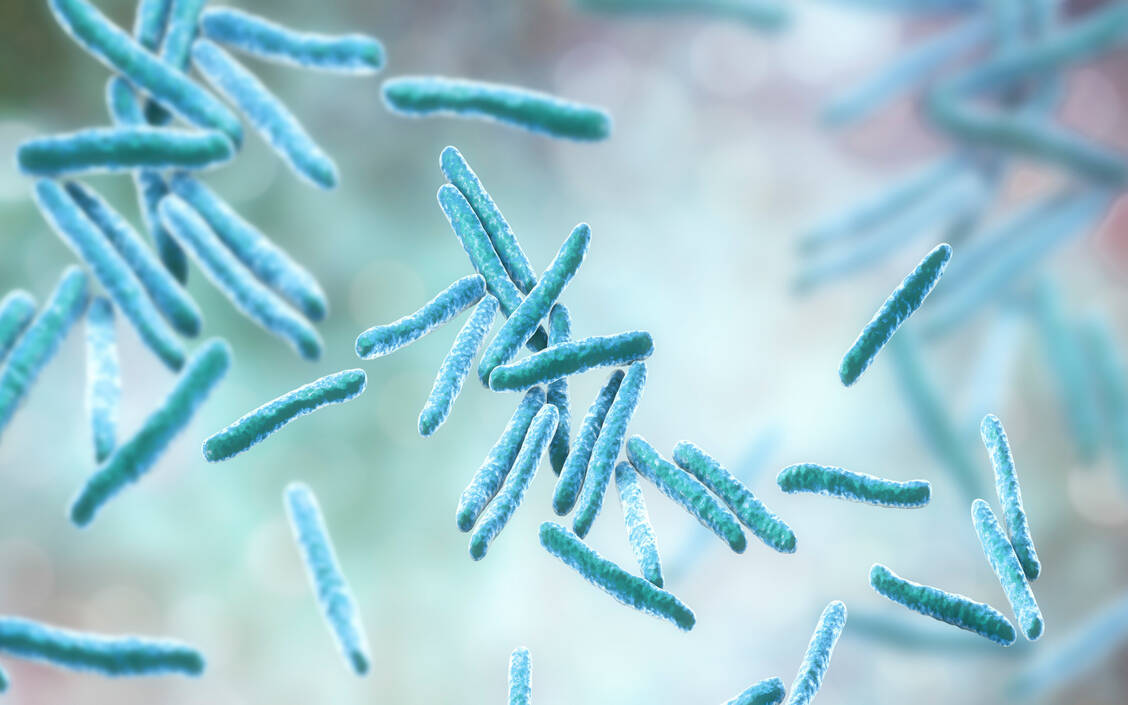 Erreger der Tuberkulose sind aerobe, stäbchenförmige Bakterien der Familie Mycobacteriaceae. / © Getty Images/Science Photo Library