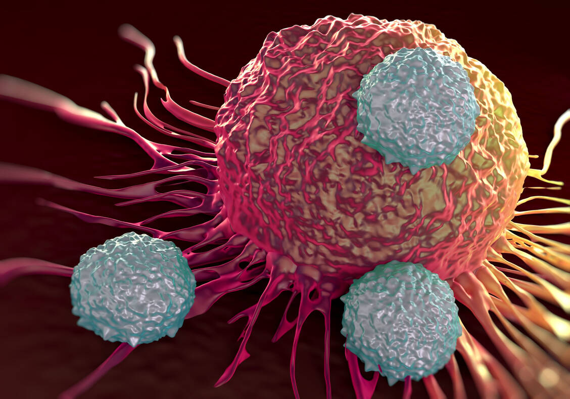 Natürliche Killerzellen gehören zu den Lymphozyten. Mit einem speziellen Rezeptor ausgestattet können sie Krebszellen angreifen.  / © Adobe Stock/PRB ARTS
