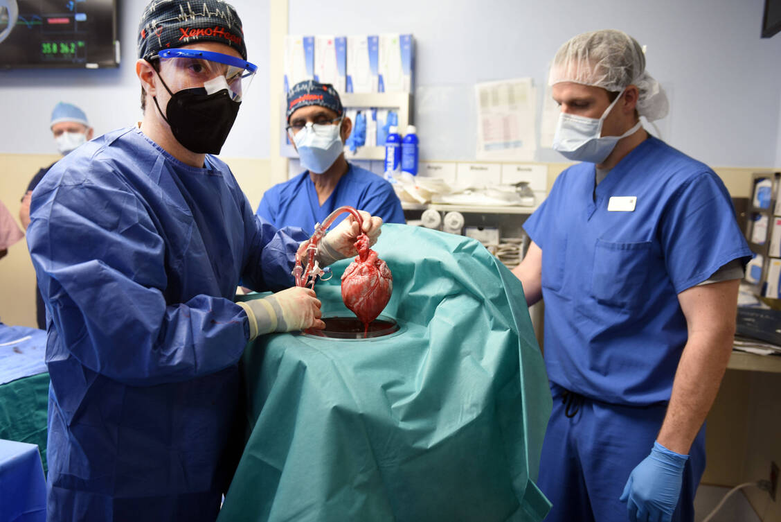 Dieses Schweineherz wurde 2022 mithilfe der CRISPR-Cas-Methode humanisiert und dem Patienten David Bennett eingepflanzt. Bennett überlebte knapp zwei Monate damit. / Foto: Imago/ZUMA Wire