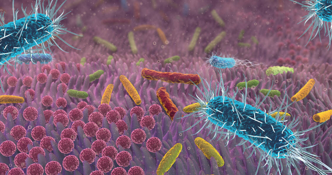 Eine Coronainfektion, auch wenn sie mild verläuft, kann die bakterielle Besiedlung des Darms langanhaltend stören. / Foto: Adobe Stock/Alex