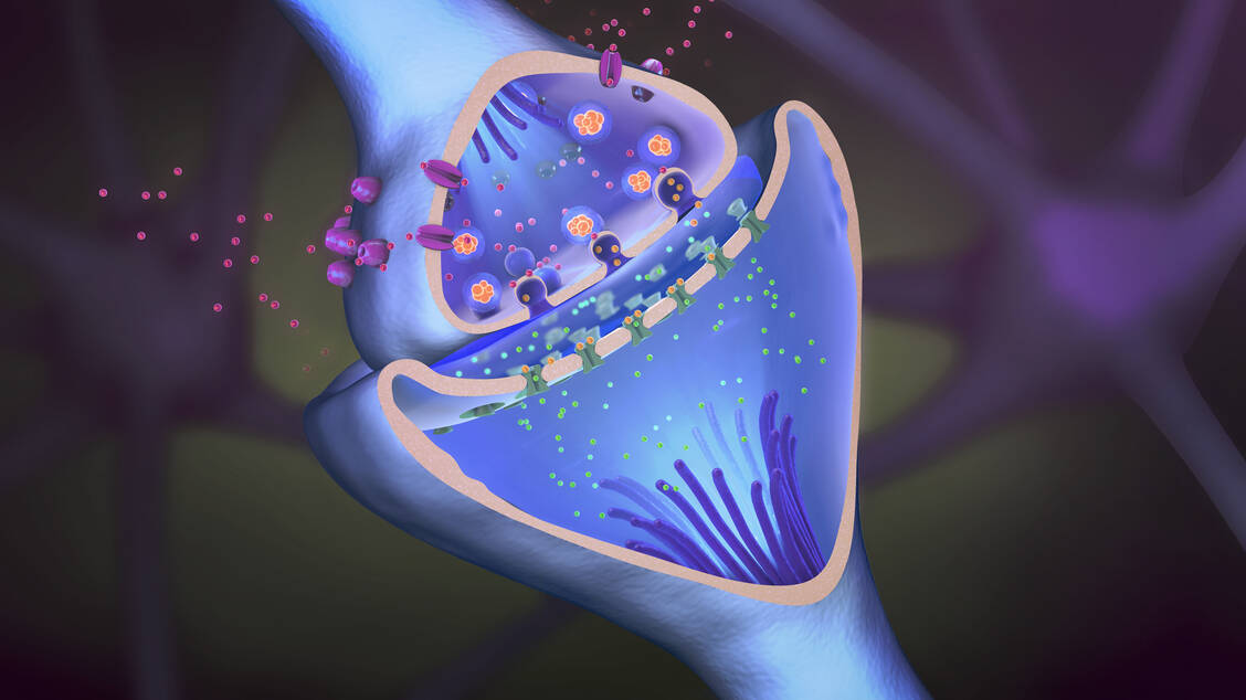 Bei Depressionen ist der gängigen Hypothese zufolge die Signalübertragung an den Synapsen gestört. Auch die γ-Aminobuttersäure (GABA) scheint hier eine Rolle zu spielen. / Foto: Adobe Stock/Christoph Burgstedt