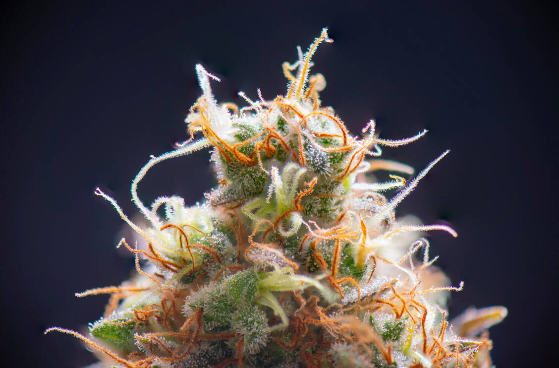 Cannabisblüten und -extrakte können seit 2017 auf Betäubungsmittelrezept verordnet werden. Jetzt wurde festgelegt, welche Regeln dafür künftig gelten sollen. / Foto: Adobe Stock/roxxyphotos
