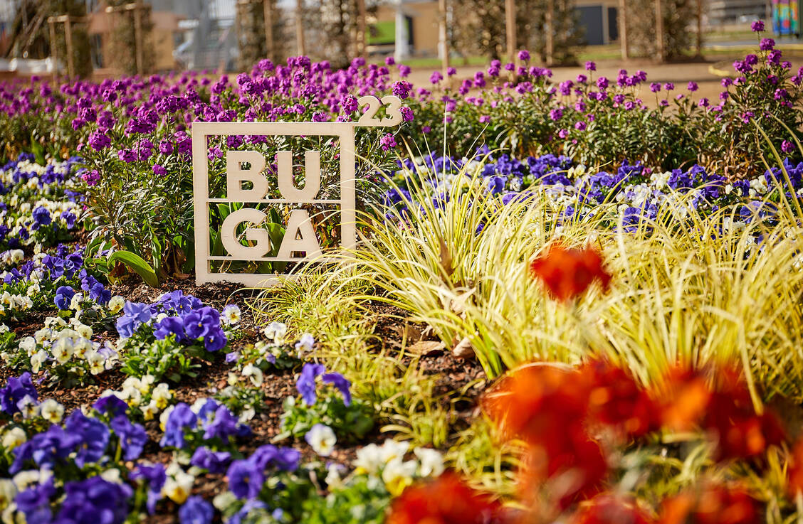 Es blüht bereits in Mannheim. Die Bundesgartenschau findet dort vom 14. April bis 8. Oktober statt. Bilder vom Apothekergarten gibt es noch nicht. / Foto: BUGA 23/Daniel Lukac