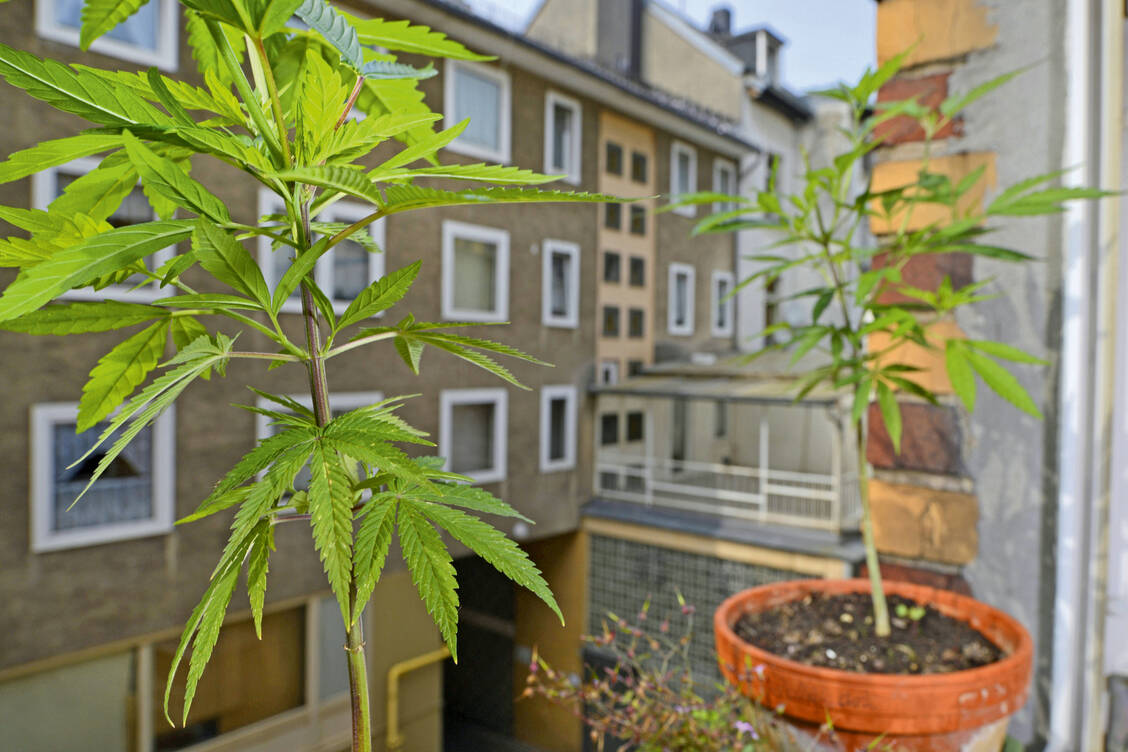Gerichtsentscheid: In Italien ist der Anbau von Hanf für den Eigenbedarf daheim nicht mehr strafbar. Im Land leben rund 6,2 Millionen Konsumenten. / Foto: imago/blickwinkel