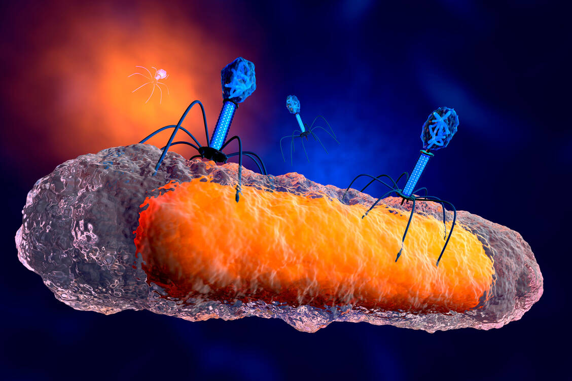 Bakteriophagen sind Viren, die sich auf den Befall bestimmter Bakterien spezialisiert haben, was sich therapeutisch anstelle von oder gemeinsam mit Antibiotika nutzen lässt. / Foto: Getty Images/Westend61/Spectral