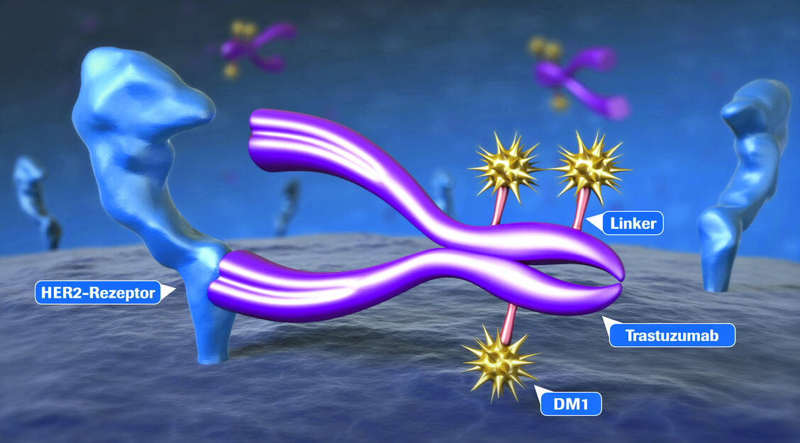 Weiterentwicklung: Bei Kadcyla® (Trastuzumab Emtansin) transportiert der Antikörper Trastuzumab das hochtoxische Maytansin-Derivat DM1 zu HER2-positiven Krebszellen. / Foto: Roche