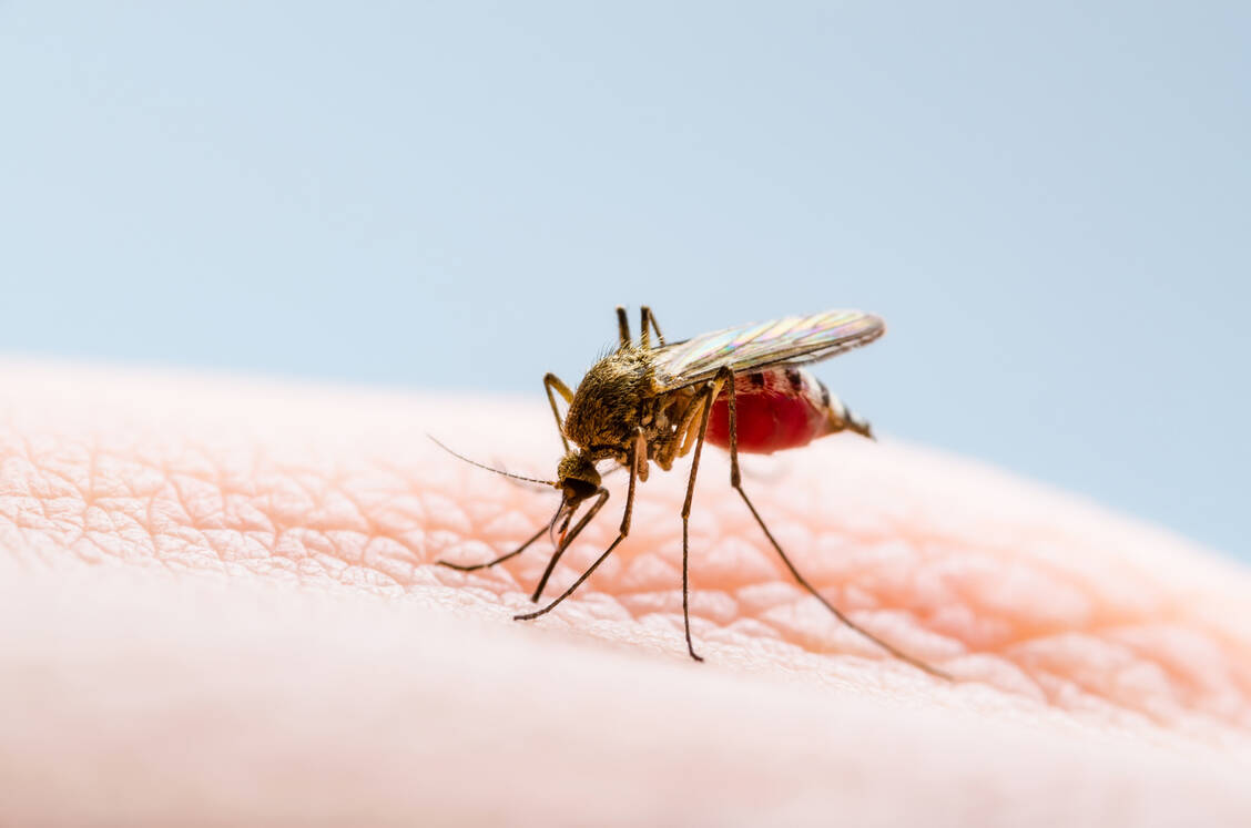 Bakterien auf der Haut, die Bestandteile von Schweiß und Talg in leicht flüchtige Verbindungen umwandeln, sorgen dafür, dass Menschen attraktiver für Stechmücken werden. / Foto: Getty Images/nechaev-kon