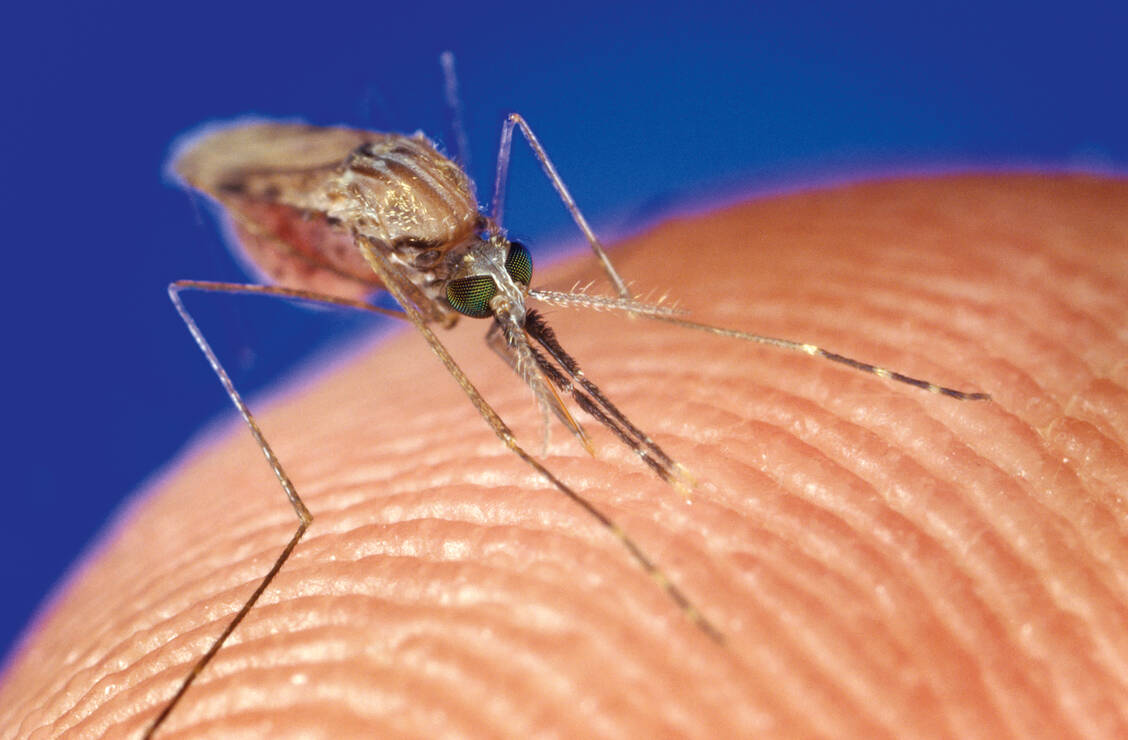 Die  Anopheles-Mücke kann durch ihren Stich den Malaria-Erreger auf Menschen übertragen. / Foto: CDC/ Jim Gathany