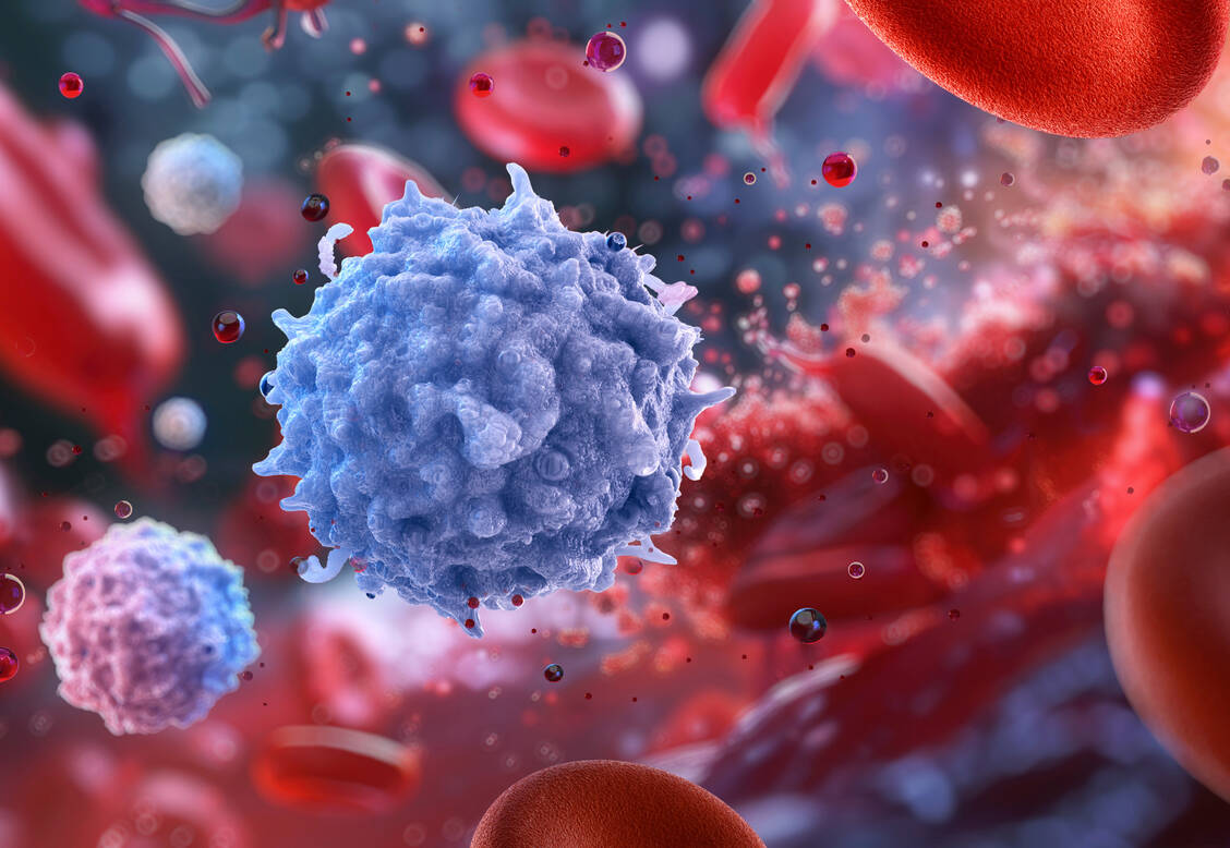 Lymphozyten entwickeln sich wohl vor allem aus multipotenten Vorläuferzellen, die schon im Embryo entstehen und die bis ins Erwachsenenalter fortbestehen. / © Getty Images/Science Photo Library/Ruslanas Barankauskas