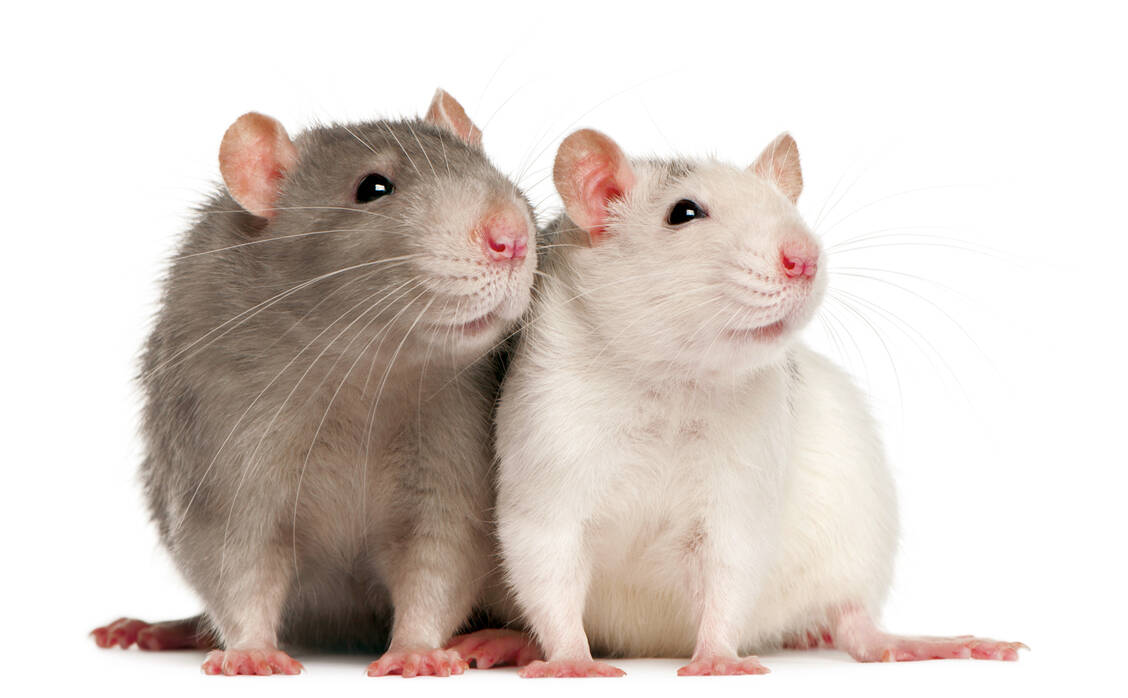 Mäuse, bei denen das ApoE-Gen ausgeschaltet wurde, zeigen erhöhte Blutfettwerte und schwere Atherosklerose. / Foto: iStockphoto/GlobalP