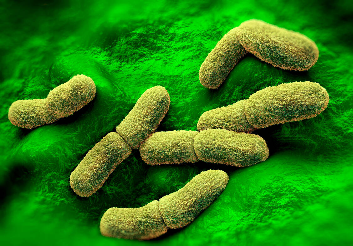 Das Stäbchenbakterium Yersinia pestis ist Auslöser der Lungen- und Beulenpest. Möglicherweise verstarb nun eine russische Wissenschaftlerin an der Lungenpest. / © Getty Images/SCIENCE ARTWORK/SCIENCE PHOTO LIBRARY