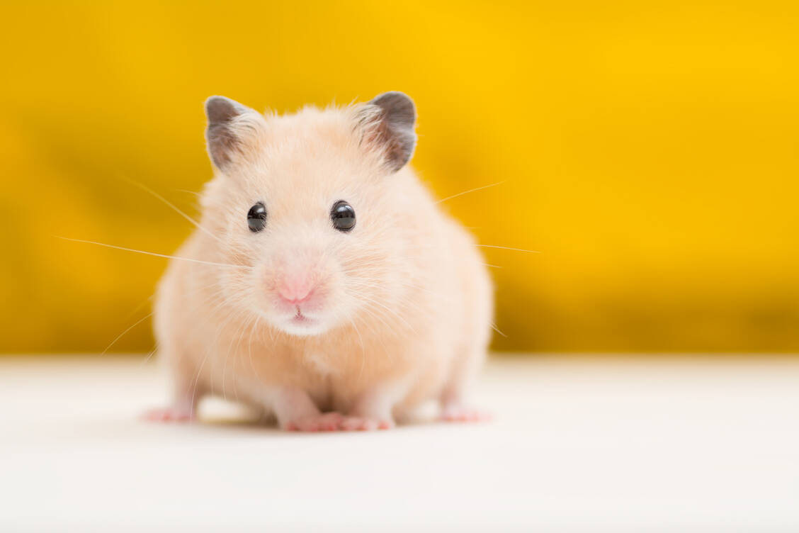 In Untersuchungen mit Goldhamstern zeigte ein Lebendimpfstoffkandidat gegen SARS-CoV-2 aus Berlin erste gute Ergebnisse.  / Foto: Adobe Stock/Stockfoto