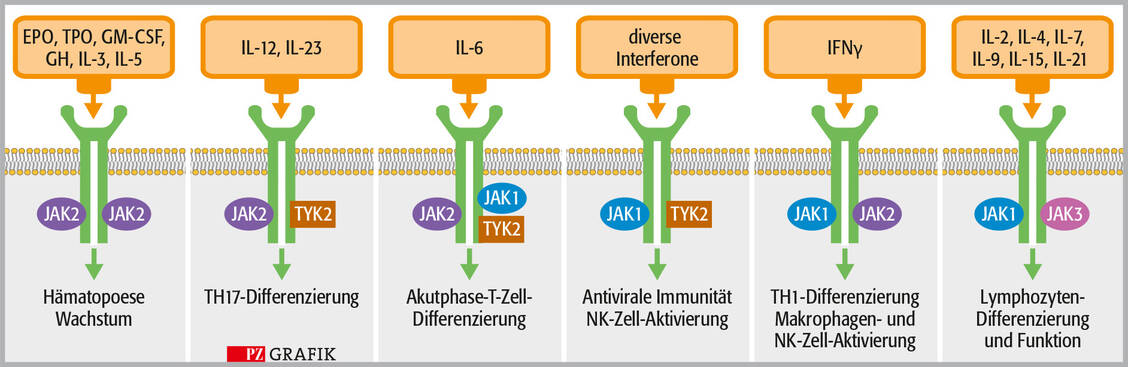 Abbildung 2: Übersicht über die paarweise angeordneten JAK und die daraus resultierende Selektivität der Zytokinrezeptoren für die aktivierenden Zytokine / Foto: Stephan Spitzer