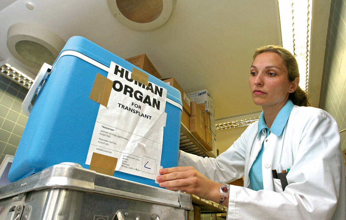 Einer aktuellen Studie zufolge können auch Organe von HCV-infizierten Menschen sicher transplantiert werden, wenn die Empfänger antiviral therapiert werden. / Foto: Imago/HRSchulz