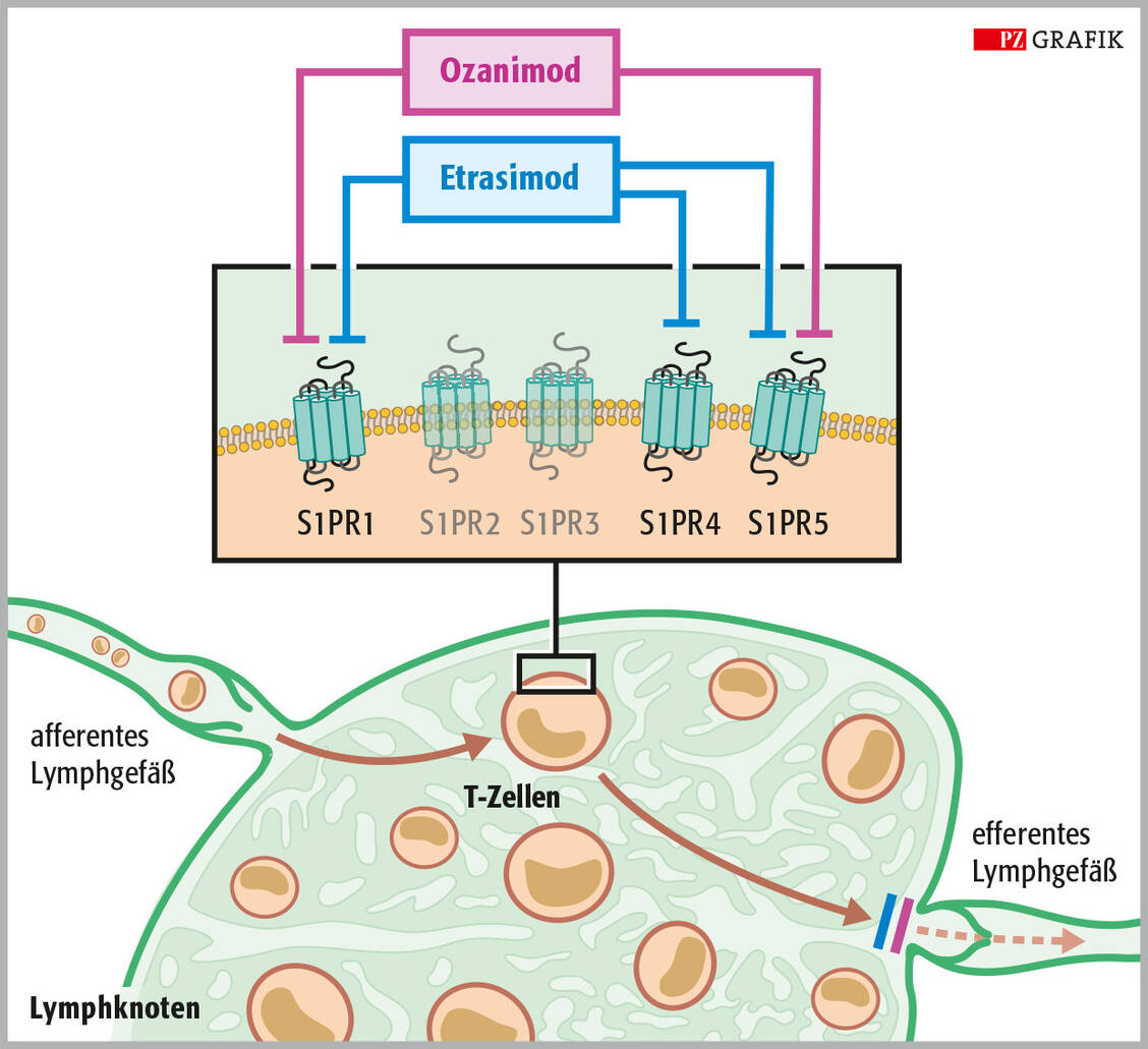 Abbildung 2: Wirkmechanismus der Sphingosin-1-Phosphat-Rezeptor-Modulatoren. Ozanimod dockt selektiv an die S1PR-Subtypen 1 und 5 an; Etrasimod bindet an die Subtypen 1, 4 und 5. So regulieren die »Imode« die S1P-Rezeptoren herunter und hemmen die Aktivierung von Lymphozyten und deren Übergang aus dem Lymphsystem in den Blutstrom. Damit wirken sie antiinflammatorisch. / © PZ/Stephan Spitzer