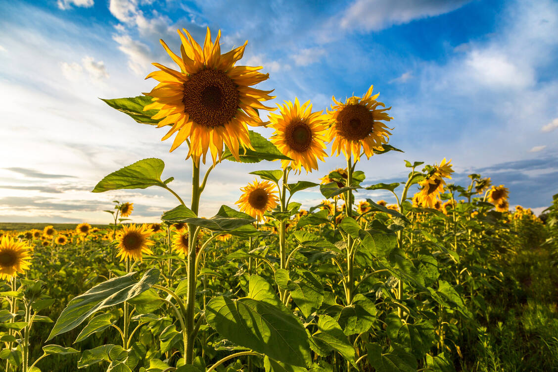 Komplexes Verhalten: Für die Rotation des Sonnenblumenkopfes scheint Phototropin weniger wichtig als bislang gedacht. / © Adobe Stock/Sergii Figurnyi