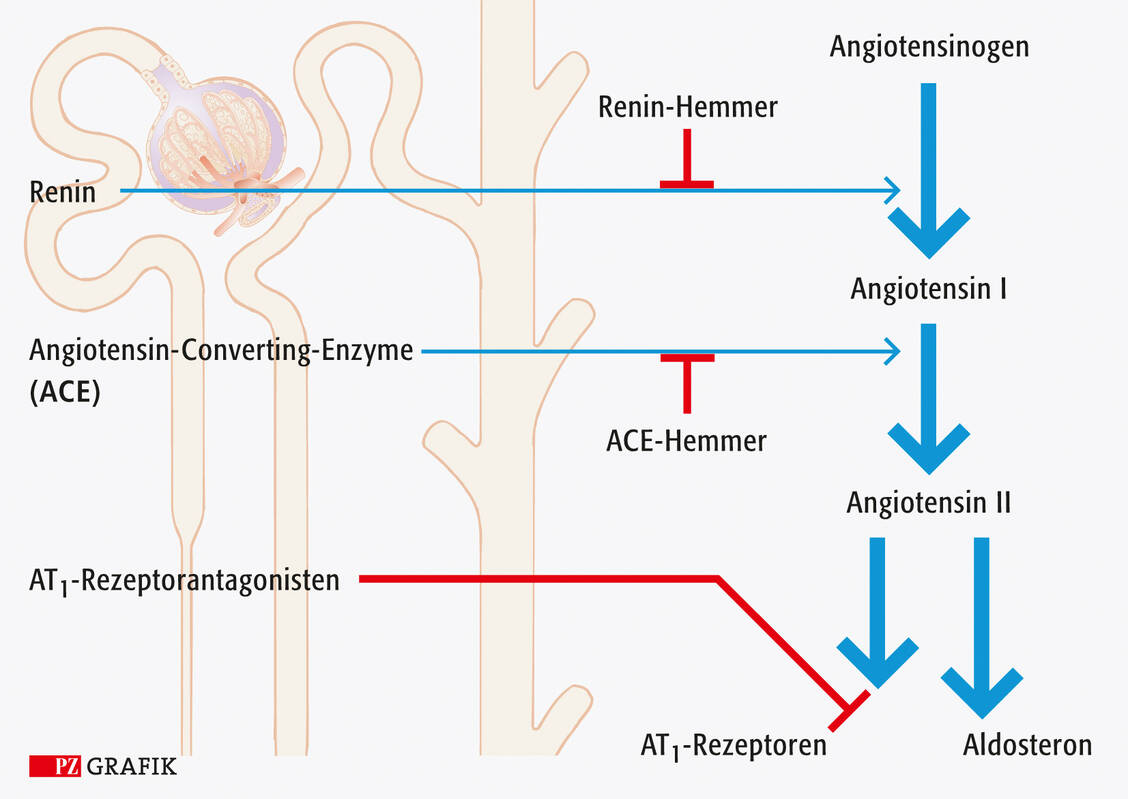 Sartane, ACE-Hemmer und Renin-Inhibitoren greifen an verschiedenen Stellen im Renin-Angiotensin-System an, sodass sie miteinander kombiniert ­werden können. 