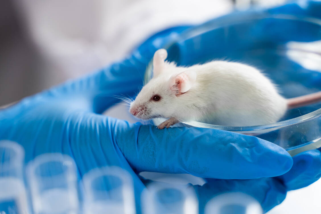 Im Labor konnten Mäuse mit einigen der neuen, als besorgniserregend eingestuften Varianten infiziert werden. Mit dem Virus vom Pandemiebeginn war das nicht möglich gewesen.  / Foto: Adobe Stock/filin174