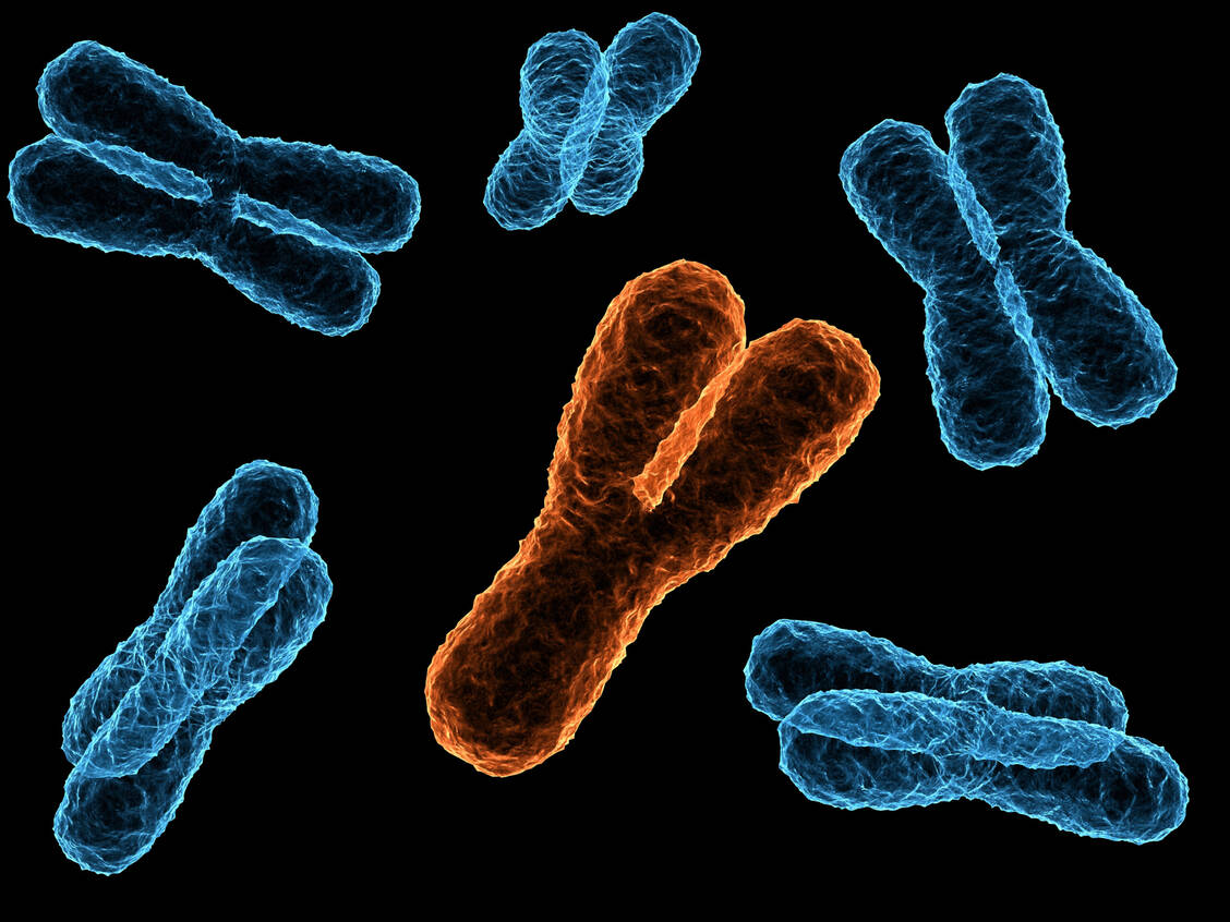 Das Y-Chromosom kann im Verlauf von Zellteilungen spontan verloren gehen. Mit zunehmendem Alter steigt daher die Zahl der Zellen ohne Y-Chromosom bei Männern. / Foto: Getty Images/SciePro