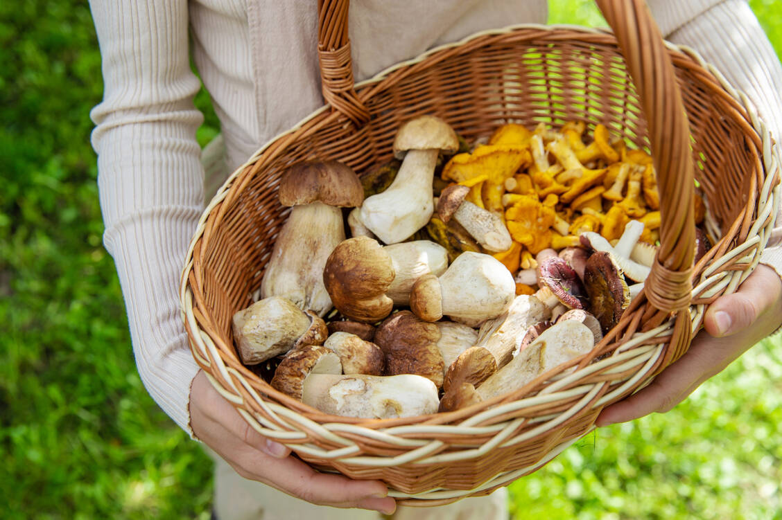 Wer Pilze sammelt, sollte sich gut auskennen, denn einige sehr giftige Pilze sehen essbaren Exemplaren zum Verwechseln ähnlich. / © shutterstock/Tatevosian Yana