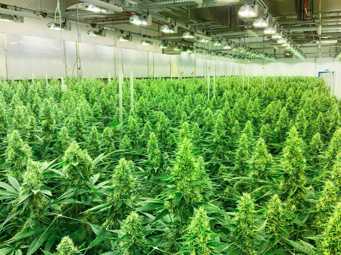 Eine Indoor-Anlage des Cannabisproduzenten Demecan.  / Foto: Demecan