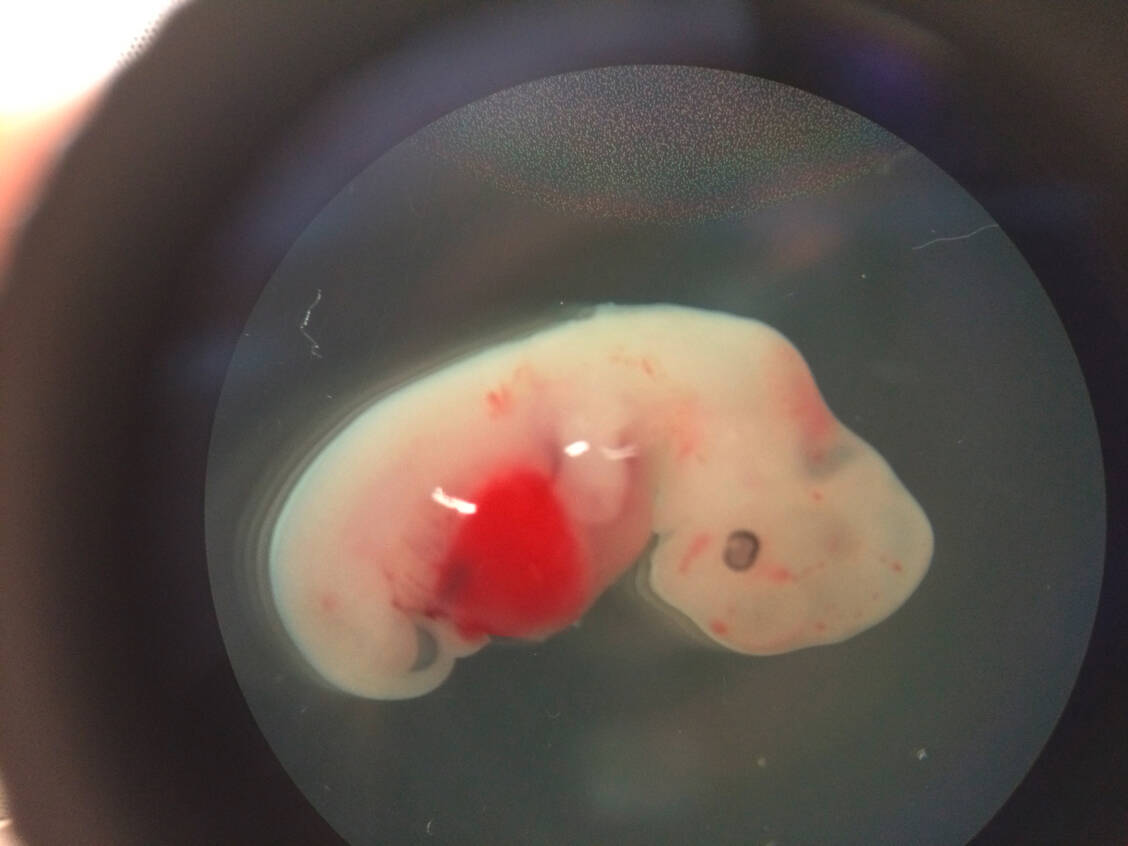 Dieser vier Wochen alte Schweineembryo enthält pluripotente menschliche Zellen. Das Experiment wurde 2017 am Salk Institute in Kalifornien durchgeführt. / Foto: Picture Alliance