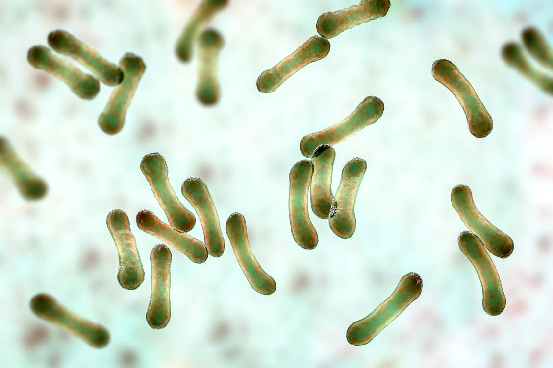Der Diphtherie-Erreger Corynebacterium diphtheriae bildet ein starkes Gift, das für schwere Verläufe der Infektion verantwortlich ist.  / © Getty Images/Kateryna Kon/Science Photo Library