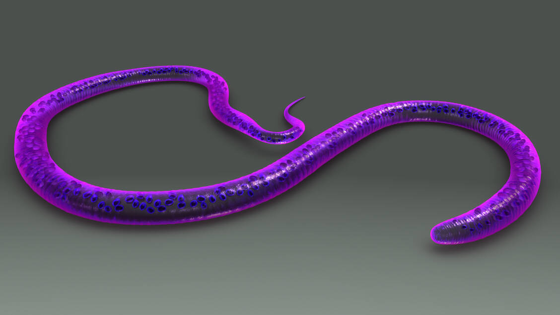 Der Fadenwurm Wuchereria bancrofti verursacht die lymphatische Filariose. Zudem erhöht die Wurminfektion offenbar das Risiko einer HIV-Infektion. Warum das so ist, ist noch unklar. / © Adobe Stock/7activestudio