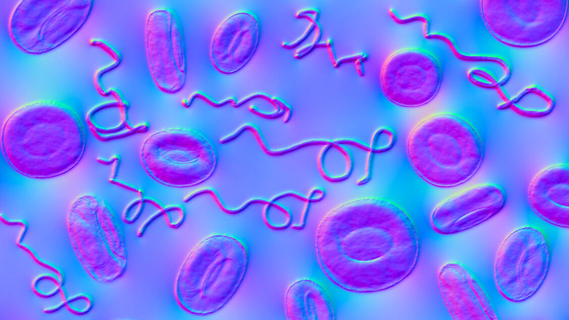 Borrelien im Blut: Das Bakterium Borrelia burgdorferi gehört zu den fadenförmigen Spirochäten.  / © Getty Images/Science Photo Library