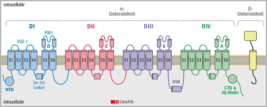 Рисунок 1A: Схематическое изображение канала Na<sub>v</sub> человека; слева — α-субъединица с доменами DI–DIV и сегментами S1–S6; справа (показано жёлтым) — β-субъединица. CTD: карбоксильно-концевой домен; D: домен; IFM: быстроинактивирующий пептид, отвечающий за быструю инактивацию; IQ-мотив: мотив связывания кальмодулина; PM: поровый модуль; NTD: N-концевой домен; S: трансмембранный сегмент; VSD: домен датчика напряжения / © PZ/Stephan Spitzer