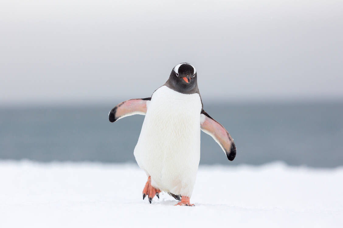 Gleichgewicht in Wasser und am Land: Pinguine optimieren ihre Fortbewegung durch einen Spezialmuskel. / © Getty Images/Patrick J. Endres
