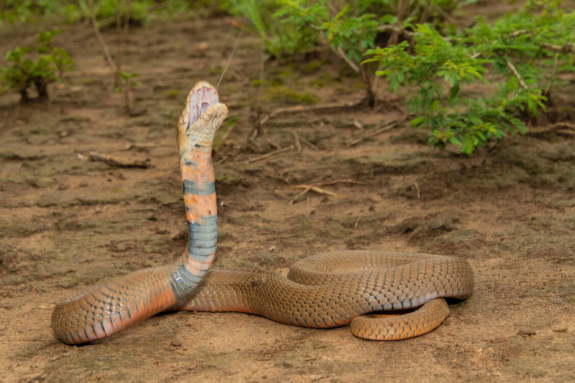 Speikobras spucken zur Verteidigung und treffen dabei das Auge eines vermeintlichen Angreifers meist zielsicher aus einigen Metern Entfernung. Das Gift kann dann zu schweren Verätzungen der Hornhaut führen. Die Schlangen können aber auch zubeißen und dem Opfer ihr gefährliches Gift injizieren. / Foto: Adobe Stock/Craig