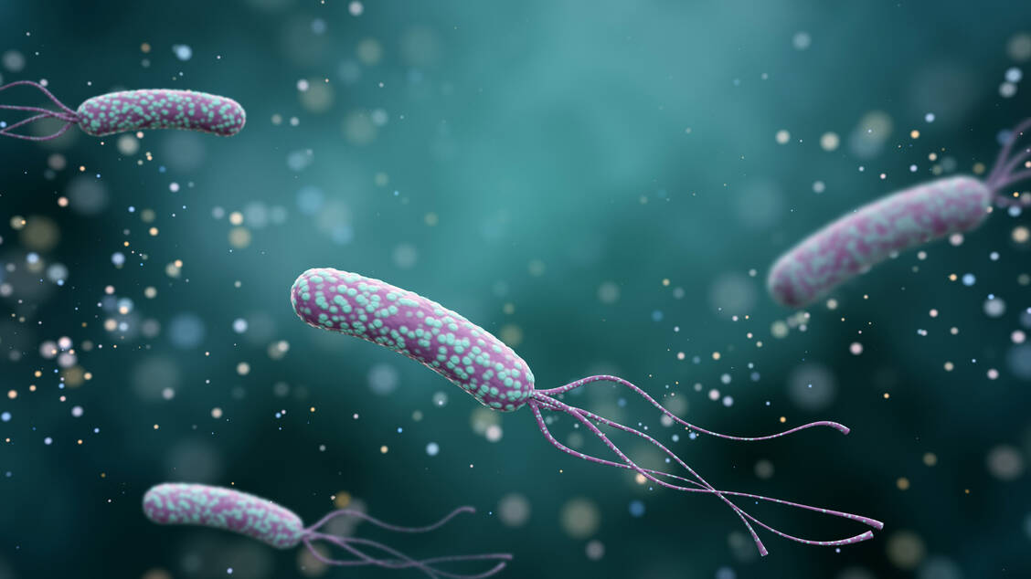 Das Bakterium Helicobacter pylori ist einer aktuellen Analyse zufolge weltweit für die meisten infektionsbedingten Krebserkrankungen verantwortlich. / © Getty Images/K_E_N