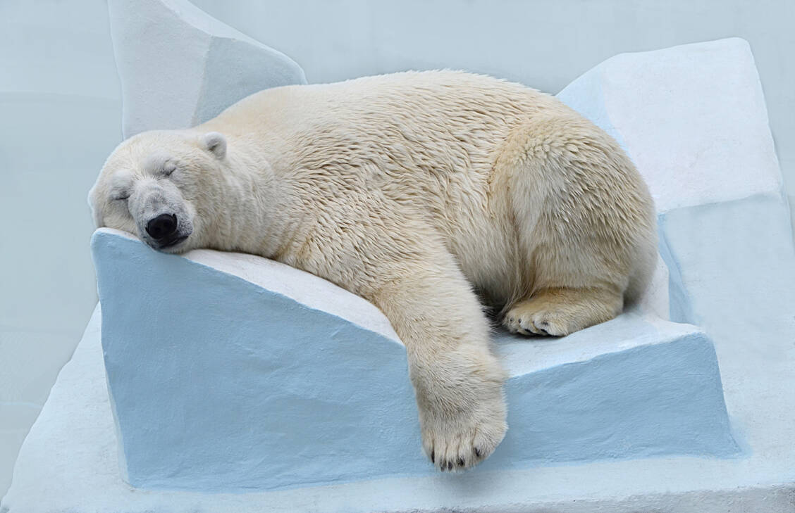 Bärenstarker Anti-Eis-Trick: Eine neue Studie hat herausgefunden, warum Eisbären nie festfrieren. / © Adobe Stock/elizalebedewa