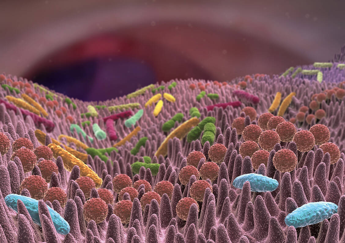 Das Reizdarmsyndrom wird unter anderem mit Veränderungen des Mikrobioms assoziiert. Positive Effekte können hier Probiotika haben. Dabei gilt es, die zugrundeliegende Studienlage der jeweiligen Präparate genau anzuschauen, da die Wirksamkeit stammspezifisch ist.  / Foto: Fotolia/alex