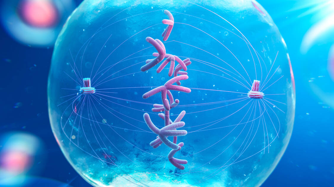 Ein funktionaler Spindelapparat bildet in einer Zelle zwei Pole aus. Paclitaxel, Eribulin und Vinorelbin könnten diesen dahingehend beeinflussen, dass er drei bis fünf Pole ausbildet. / Foto: Getty Images/Thom Leach/Science Photo Library